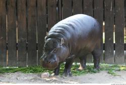 Whole Body Hippopotamus