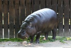 Whole Body Hippopotamus