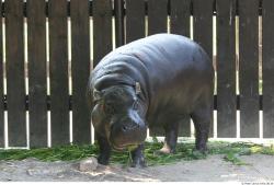 Whole Body Hippopotamus