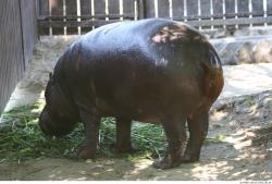 Whole Body Hippopotamus