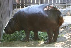 Whole Body Hippopotamus