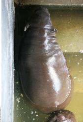 Whole Body Hippopotamus