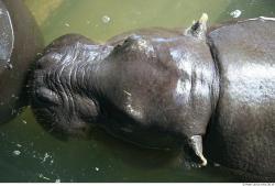 Head Hippopotamus