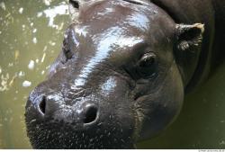 Face Hippopotamus