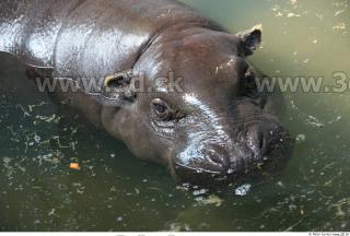 Hippopotamus 0022