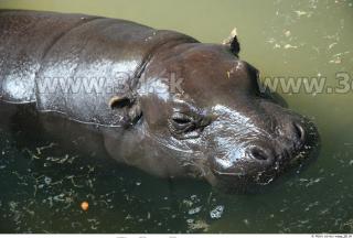 Hippopotamus 0023