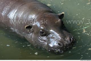 Hippopotamus 0024