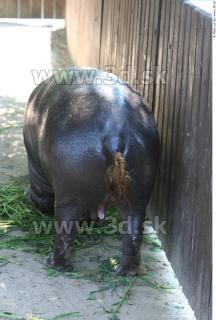 Hippopotamus 0025