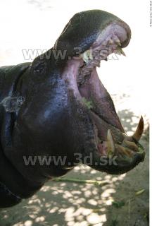 Hippopotamus 0031