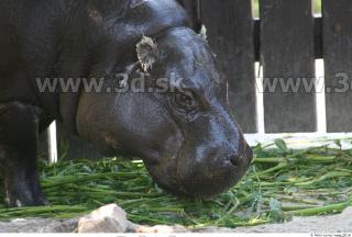 Hippopotamus 0033