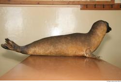 Whole Body Seal Animal photo references