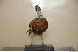 Whole Body Pheasant