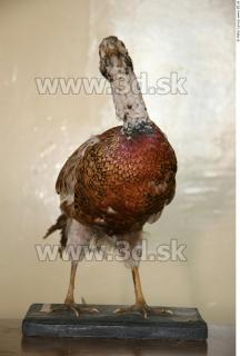 Pheasant 0002