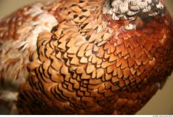 Chest Pheasant