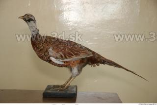 Pheasant 0014