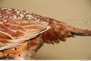 Pheasant 0017