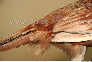 Pheasant 0049