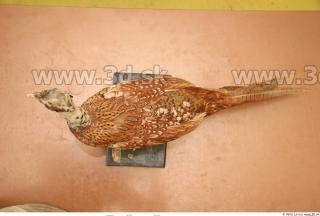 Pheasant 0060