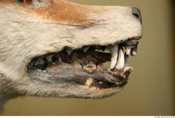 Mouth Fox