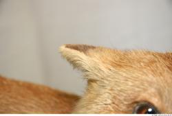 Ear Fox