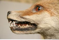 Mouth Fox