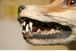 Teeth Fox
