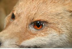 Eye Fox