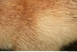 Hair Fox