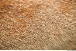 Hair Fox