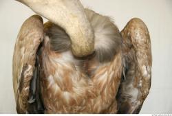 Chest Vulture