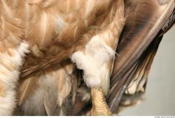 Thigh Vulture