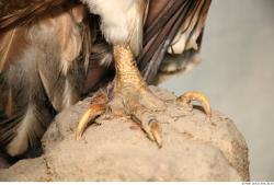 Foot Vulture