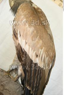 Vulture 0023