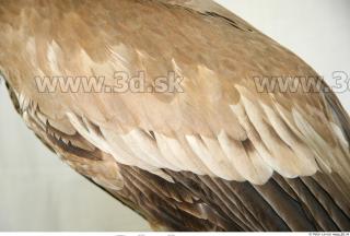 Vulture 0024