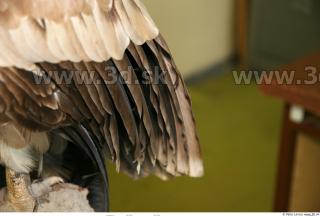 Vulture 0029