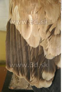 Vulture 0033