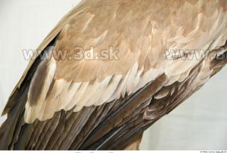 Vulture 0046