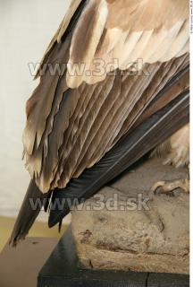 Vulture 0047