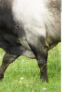 Cow 2