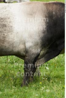 Cow 2