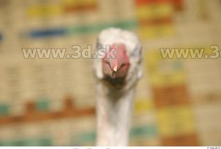 Stork