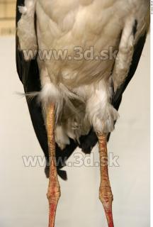 Stork