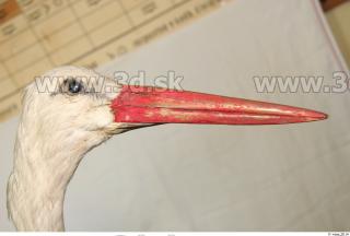 Stork