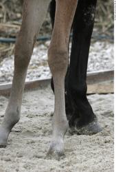 Leg Foal