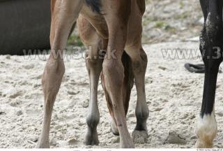 Foal