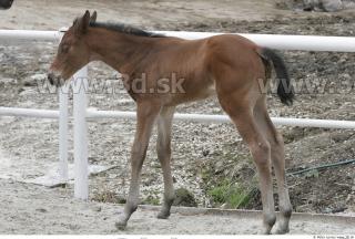 Foal