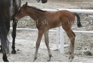 Foal