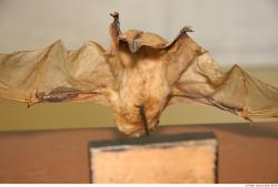 Bat