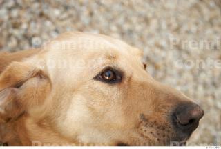 Labrador