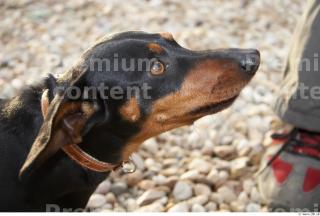 Dachshund